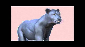 Panther 3D model | Animals Mammal 3D model | max, 3ds, obj, c4d, lwo