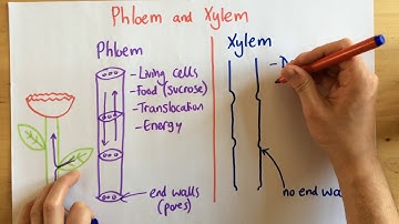 Phloem and Xylem - p49 (Foundation p48)