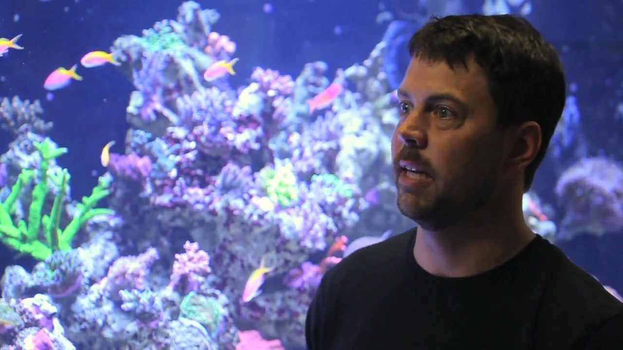 vivid aquariums canoga park 11 Radions, 2800 Watts of Metal Halides and One 800 gallon show tank