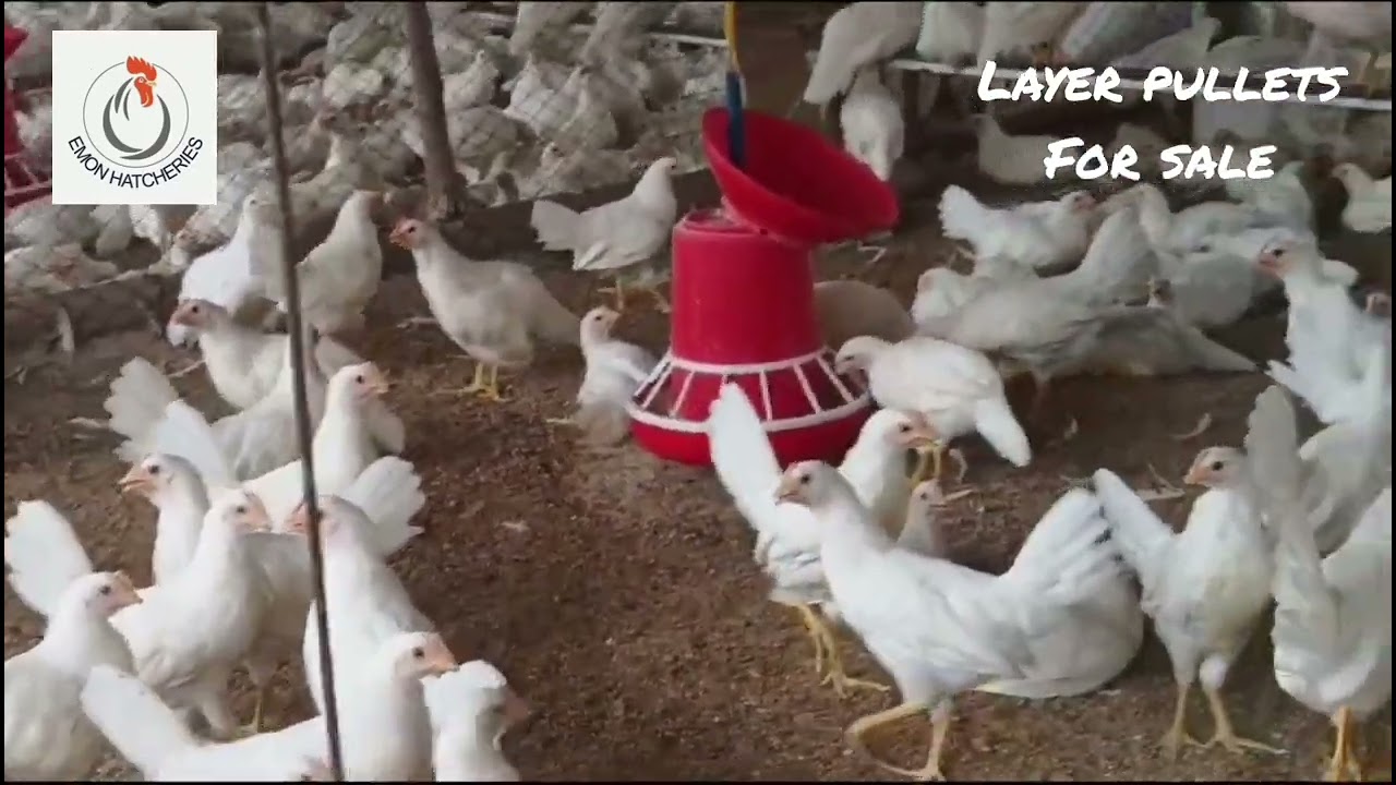 BV300 Layer Pullets for Sale at Emon Hatcheries | Book Now!