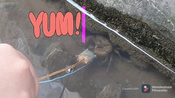 Mancing kepiting pintar - Amazing fishing CRAB - umpan ayam - endingnya bagaimana?