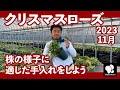 クリスマスローズ 11月の管理　◆横山園芸 公式◆　【2023】