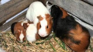 Naissance Bebes Cochon D Inde Youtube Naissance Bebes Cochon D Inde Youtube