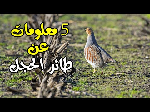 5 معلومات لا تعرفها عن طائر الحجل