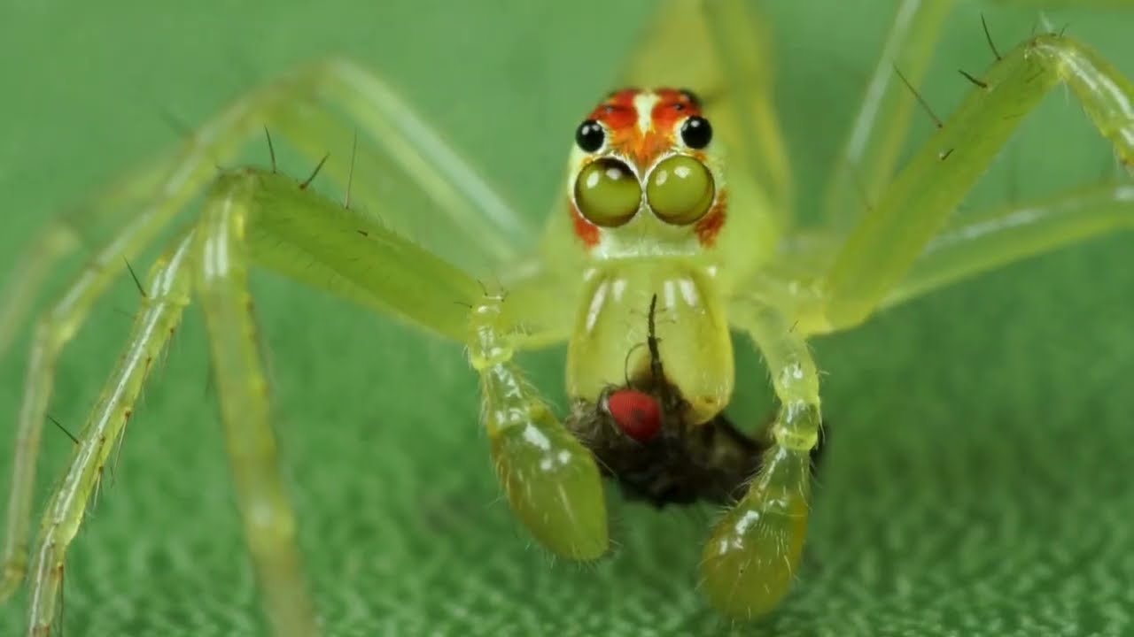 Dark Cinematic Music & Insect Predators 🕷️🎬 | Thrilling Nature Footage