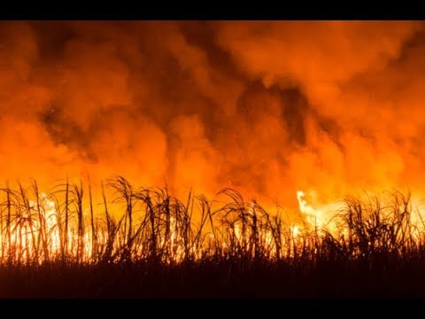 Programa JOL Debate - Tema: a Amazônia, queimadas e o desmatamento