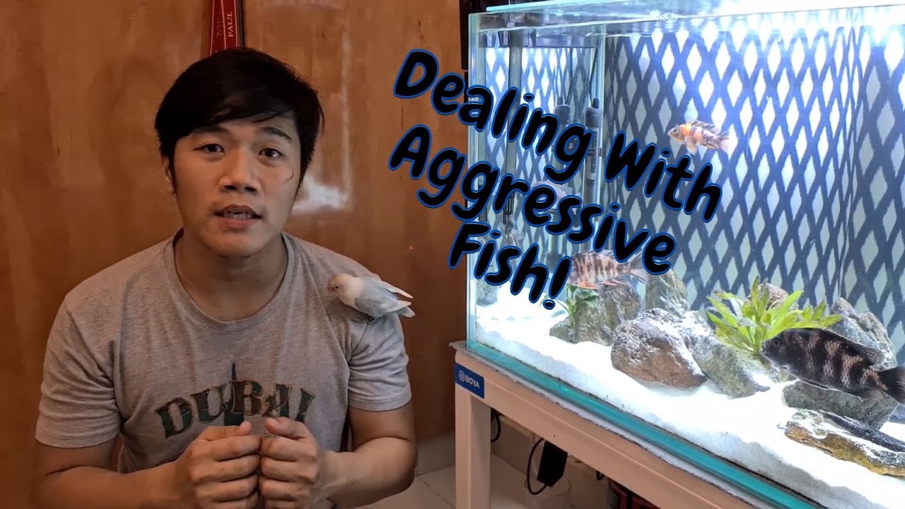 How to deal with Aggressive Fish.. (Tips and Tricks) - YouTube