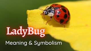 The Meaning of Seeing Ladybugs | Symbolisms and Spiritual Meanings of LADYBUGS🐞🐞