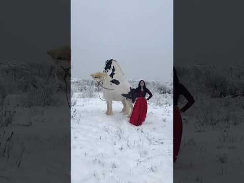 Цыганские лошади. Тинкеры