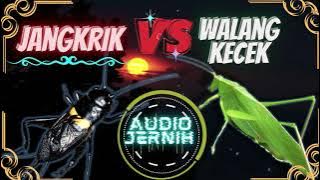 Perpaduan Suara Jangkrik Dan Belalang Kecek // Masteran Terbaik Untuk Lovebird, Cendet & Jalak Suren