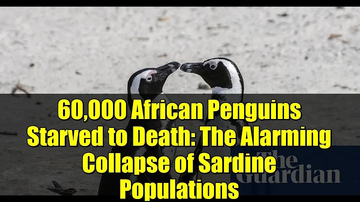 60,000 African Penguins Starved to Death: The Alarming Collapse of Sardine Populations