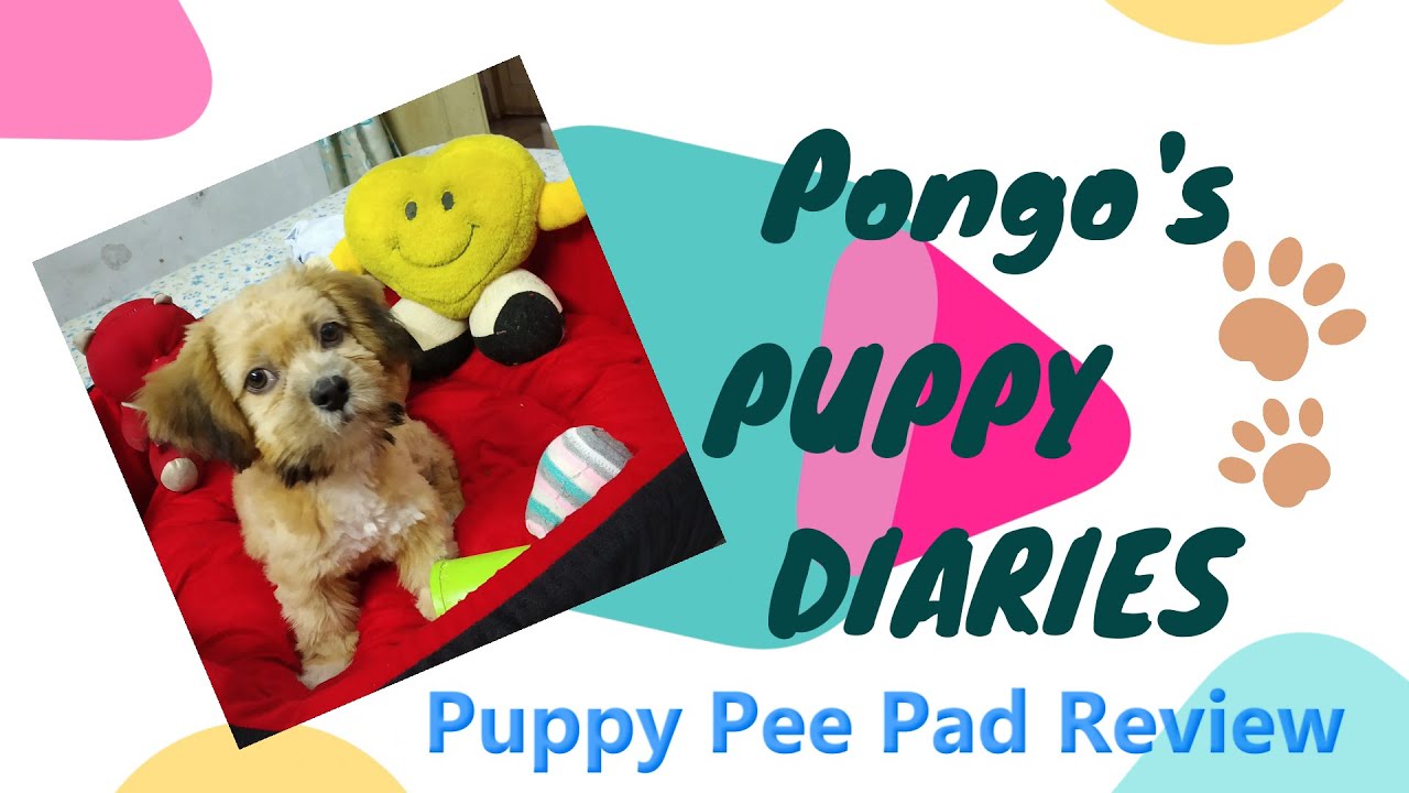 Easy Toilet Training for Puppy Best Puppy Pads Unboxing, Review