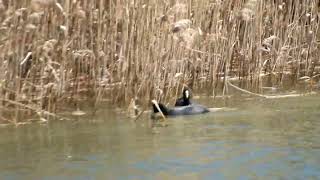 二羽のオオバンがいた！工兵橋（広島市中区～東区牛田）から～野鳥観察　8553