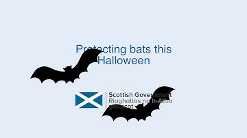 Protecting bats this Halloween