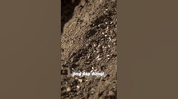 Tin mừng theo thánh Mát-Thêu 13, 24-30 Cho tới mùa gặt hãy gom cỏ lùng lại, bó thành bó mà đốt đi