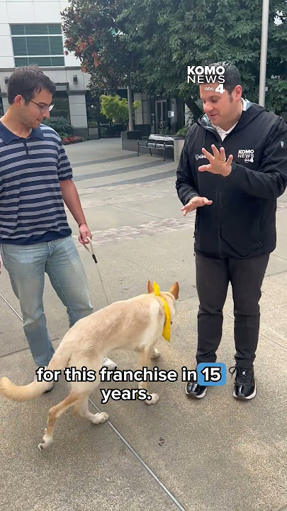 Adorable German Shepherd mix predicts the Seattle Seahawks' 2025 season results