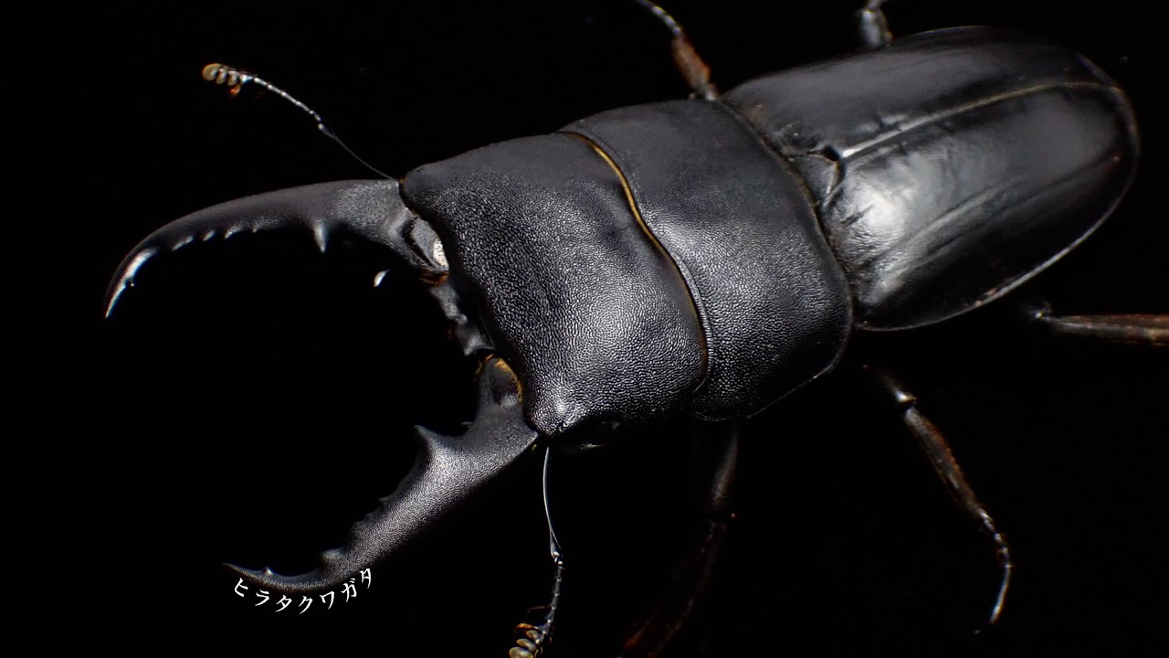 Results of excavating adult Japanese stag beetles [Stag beetle