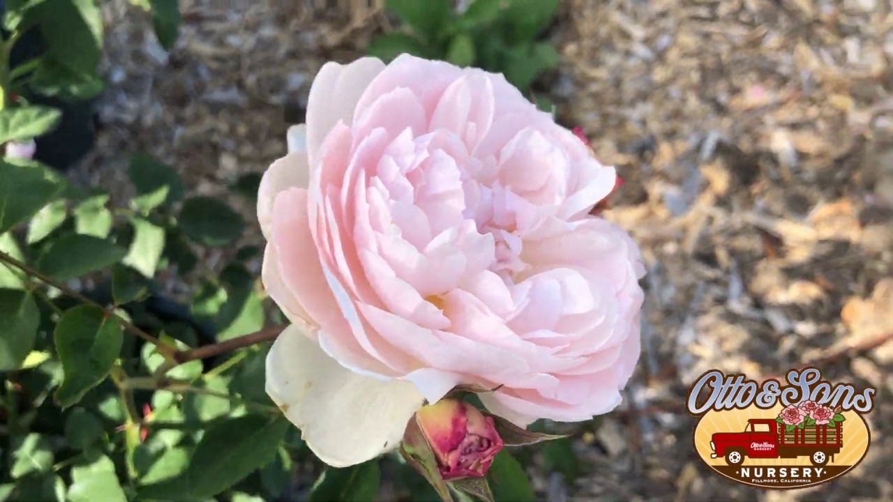 Removing Rose Suckers YouTube