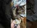 2026 01 16 01 猫動画ショートですニャン ‐ #cat #子ネコ #猫 #catsofyoutube #cats