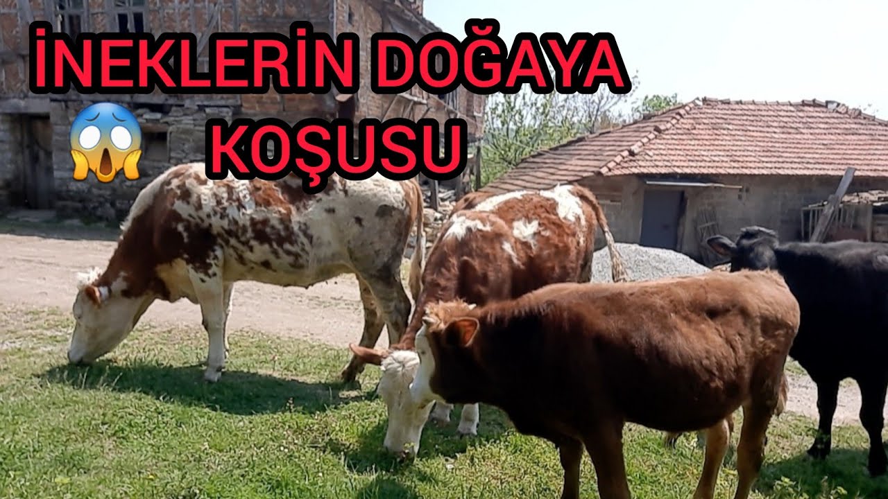 ARAKA ATTIK BAKLA ÇIKMIŞ 😃/ KOMŞUMUZA YARDIM 🤝🏻