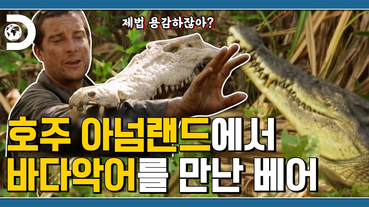 베어 : 얜 좀 평범하네? ?악어 : 앜ㅋㅋ엌ㅋㅋ ?물뱀 : 근데 왜 우리가 먹혀? 호주 야생으로 간 베어그릴스! [Man VS Wild]