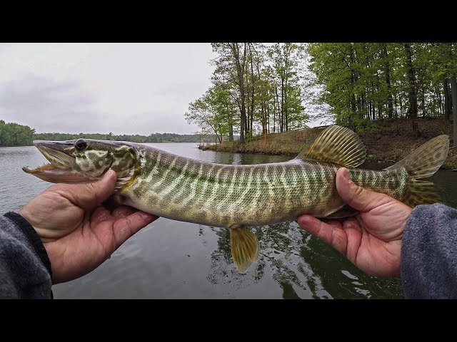 Tiger Muskie on snake lure  Fishing tips, Largemouth bass, Bass lures