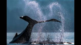 Top 10 Facts About Whales