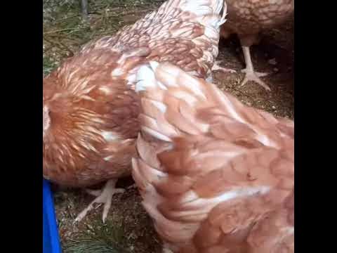Бункерная кормушка для кур. - YouTube