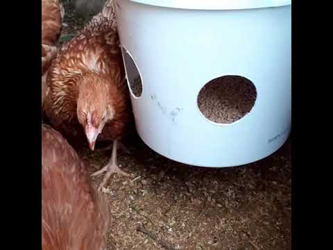 Бункерная кормушка для