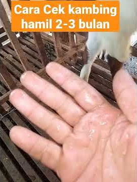Cara cek kambing hamil atau tidak, cairan bening lengket tandanya hamil muda seperti di video itu 😀👍