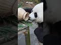 Just Take A Bite First And See | iPanda #shorts