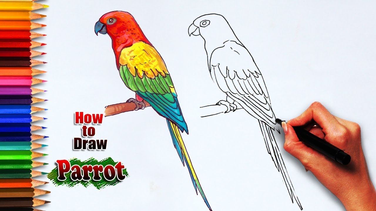 How To Draw A Simple Parrot