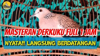 Masteran Pemanggil Derkuku Tekukur pasti langsung Nyaut & Dapat!!semua burung berdatangan