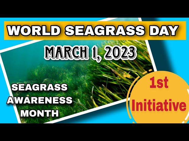 World Seagrass Day – What is it all about?