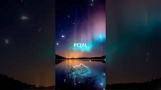 Ariana Grande -Petal (Lyrics) #music #arianagrande #petal #lyrics #song