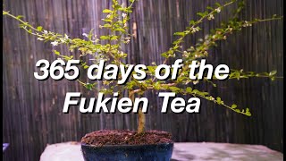 365 Days of the Fukien Tea:  Dave's Bonsai E171