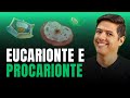 CÉLULAS EUCARIONTES E PROCARIONTES - DIFERENÇAS | Biologia com Kennedy Ramos