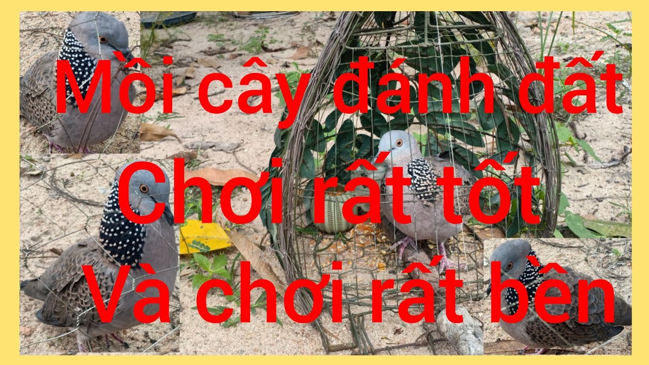 Cách tập mồi cây đánh đất vẫn OK, Cách tập mồi đất lên cây chơi rất tốt