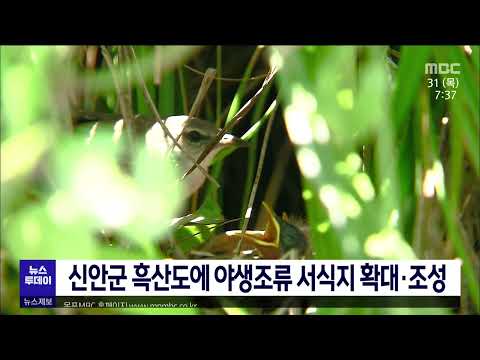 신안군 흑산도에 야생조류 <strong>서식지</strong> 확대·조성[목포MBC 뉴스투데이]