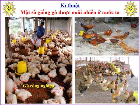 LỚP 5 - Tuần 17: MỘT SỐ GIỐNG GÀ ĐƯỢC NUÔI NHIỀU Ở NƯỚC TA