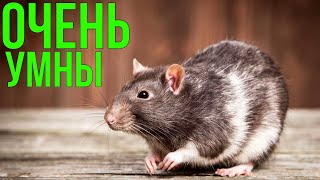 Чем отличаются крысы от мышей / Места обитания крыс / Особенности крыс. Жизнь животных