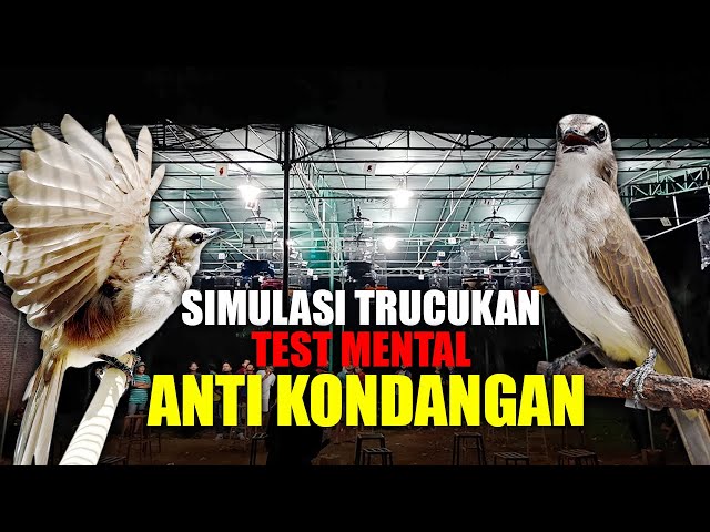 TEST MENTAL TRUCUKAN DENGAN SIMULASI LOMBA INI class=