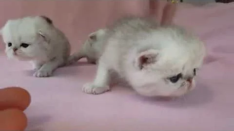 Watch the video about CUUUTE exotic and exotic longhair kittens at 3 weeks, 1/2018