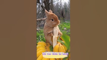 Rabbits like to eat bananas- thỏ vàng ăn chuối vàng #rabbit #animals #trending