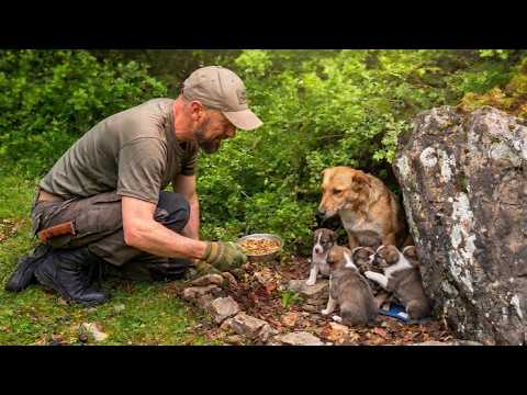 “I Found a Stray Mother Dog and Her Puppies Deep in the Forest”