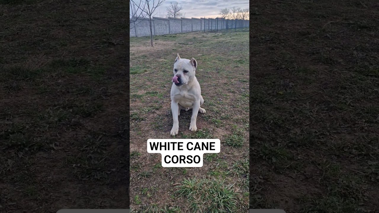 White cane corso girl Lily, now in Ro. #whitecanecorso , #puppy #strawcanecorso #puppycorso