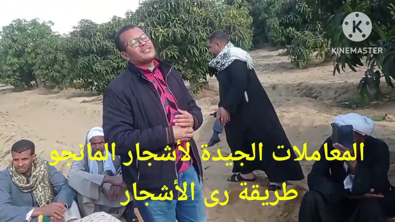 متى تروي أشجار المانجو؟ وداعاً للتعطيش والتصوم! دكتور/السيد قاعود#ازرع-مانجو#