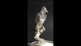 Full Size Harpy Eagle "Panama"