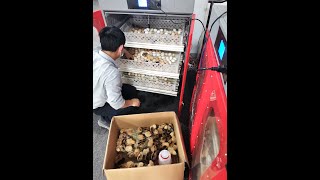 Automatic 1000 egg incubator hatching chicken eggs