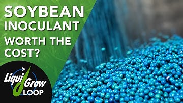 Bradyrhizobium Inoculant: Is this Soybean Treatment Worth It?